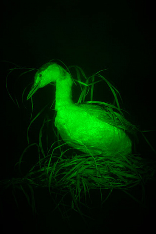 Птица- 3D лазерная голограмма