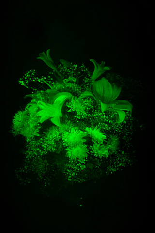 Лилии с хризантемами 3D лазерная голограмма