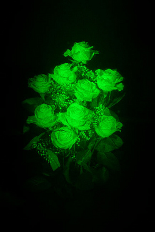 Розы 3D лазерная голограмма 