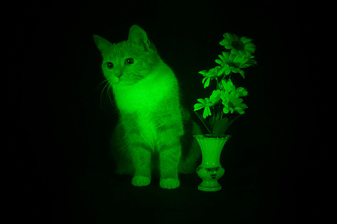 Кошка и цветы- 3D лазерная голограмма