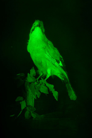 Птица 3D лазерная голограмма
