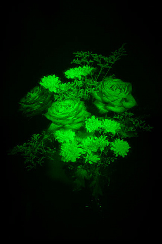 Розы и хризантемы 3D лазерная голограмма